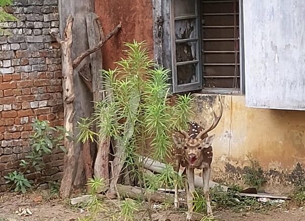 गढ़वा हीट वेव के चपेट में लू लगने से 5 की मौत