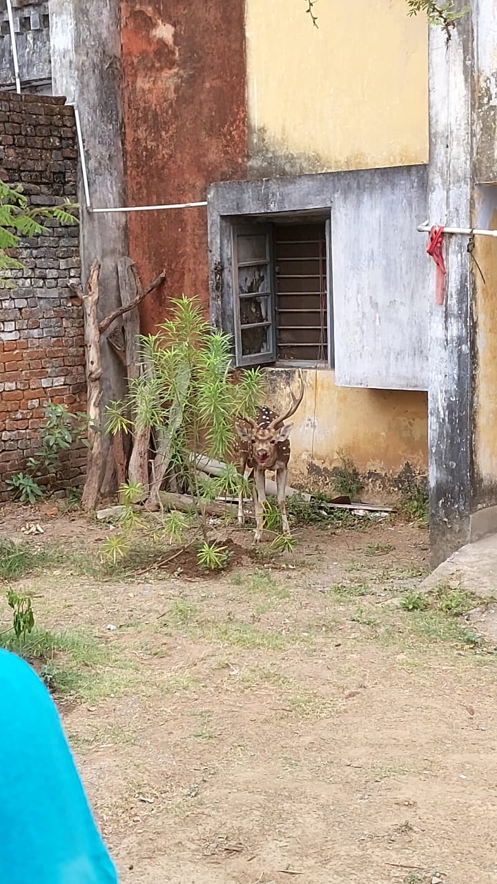 प्यासी वरसिंघा भवनाथपुर टाउनशिप पहुंचा, प्यास तो नहीं बुझी, मिल गई  मौत