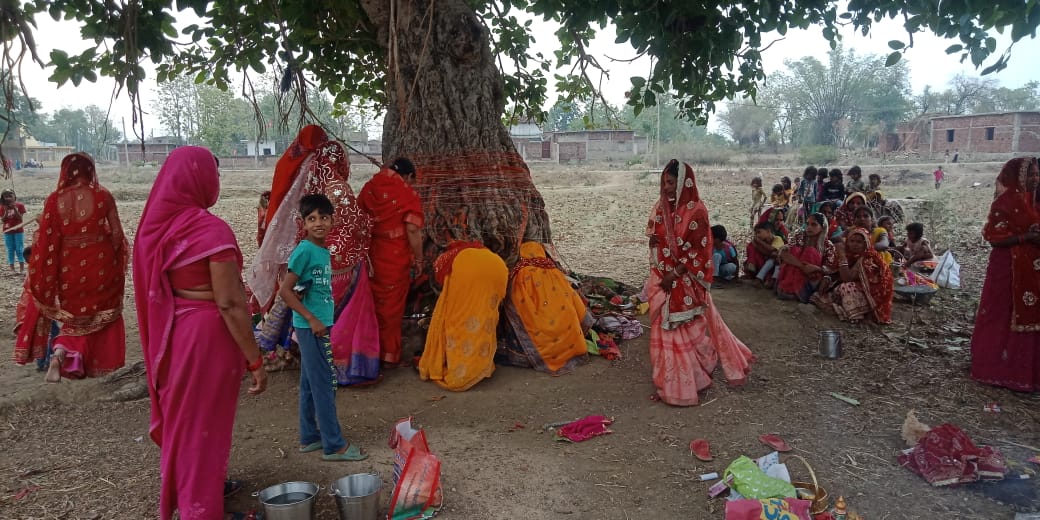 अचल सुहाग की कामना के लिए सुहागिनों ने किया बट सावित्री पूजा