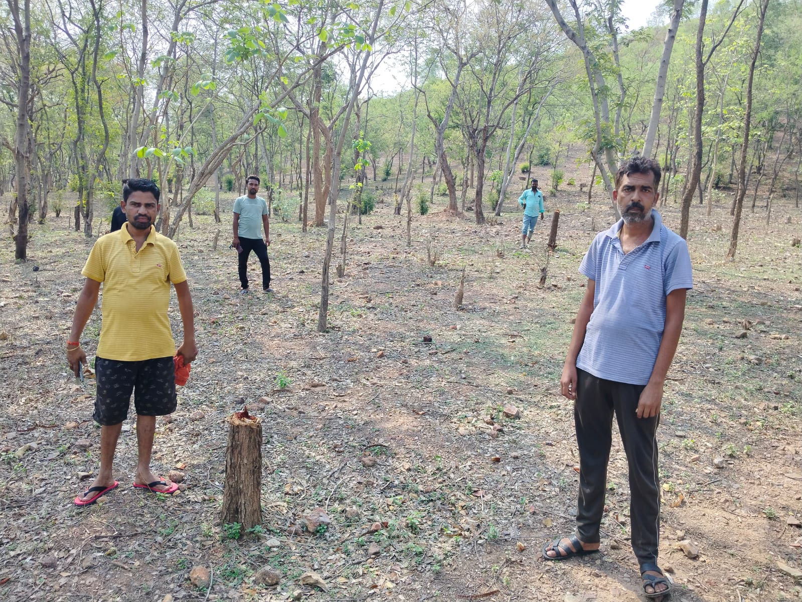 वन विभाग के लापरवाही से पौधारोपण क्षेत्र से काटे गए हजारों पेड़