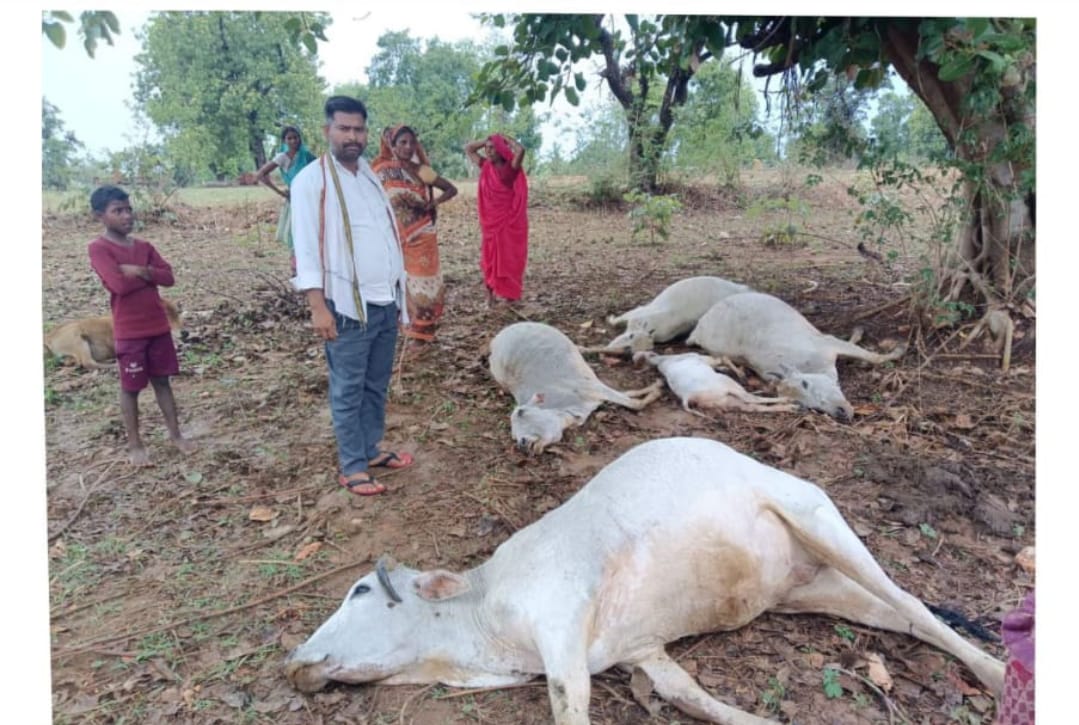 बज्रपात से आधा दर्जन मवेशी की हुई मौत