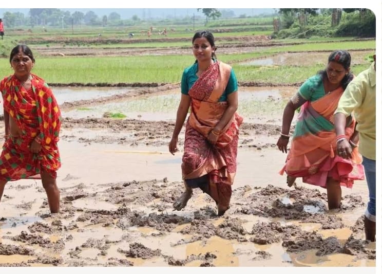 धान के खेत में उतरीं विधायक अंबा प्रसाद, महिलाओं संग की धनरोपनी