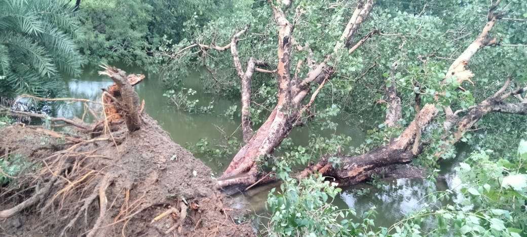 तीन दिनों से लगातार हो रही बारिश से सगमा प्रखंड में जनजीवन अस्त व्यस्त,मकन पेड़ पौधे हुए धराशाई