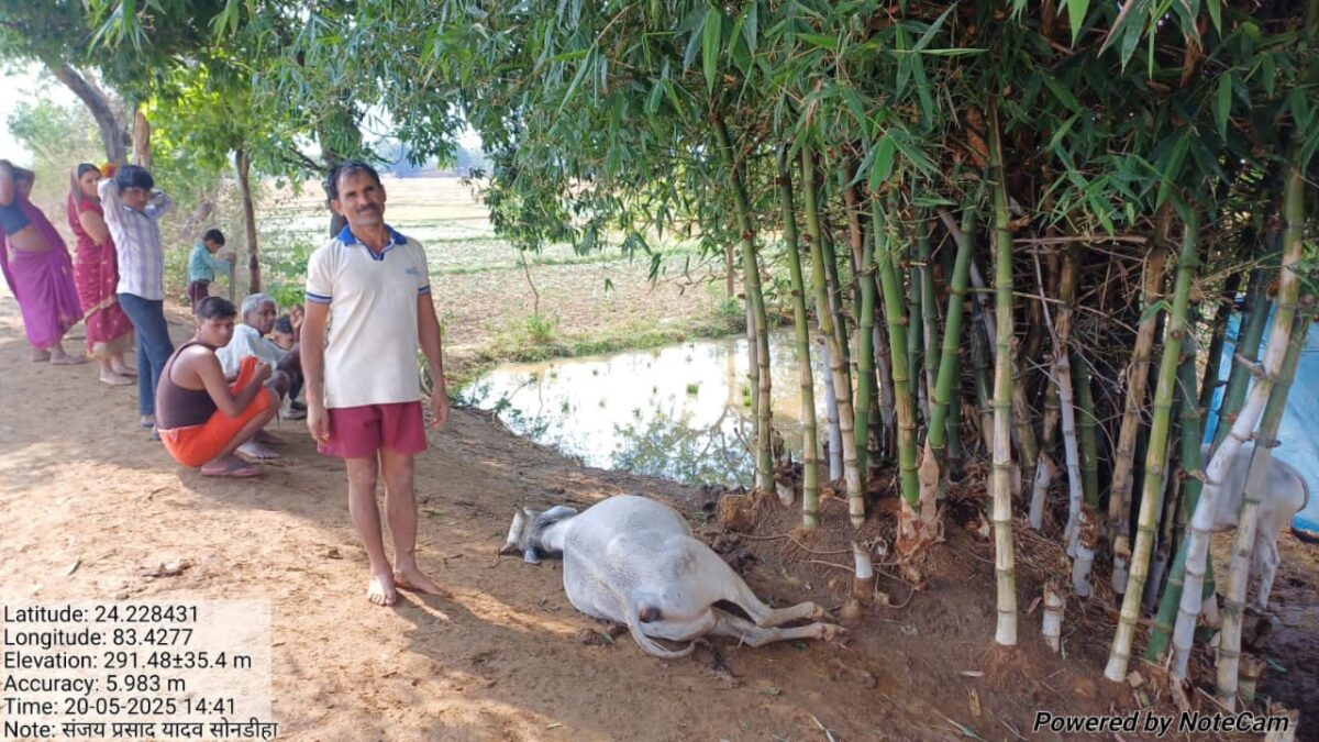 सगमा में वज्रपात की चपेट में आया किसान का बैल, मौके पर हुई मौत