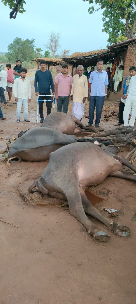 शाहपुर गांव में वज्रपात गिरने से तीन भैंस की मौत,पशुपालक को लाखों का नुकसान