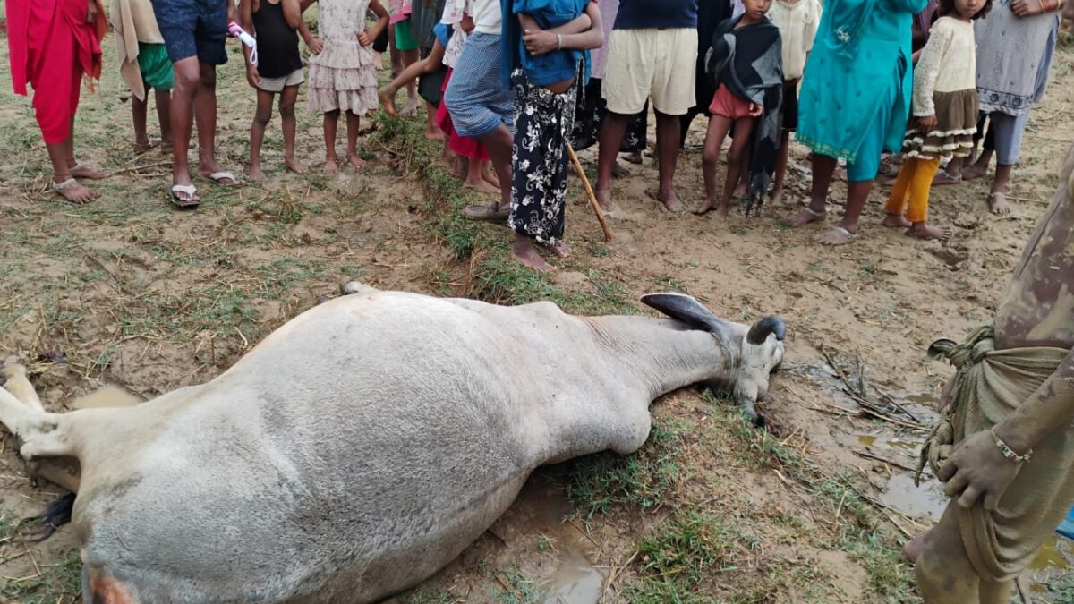 आंधी-तूफान से कांडी में तबाही, वज्रपात से दो गायों की मौत