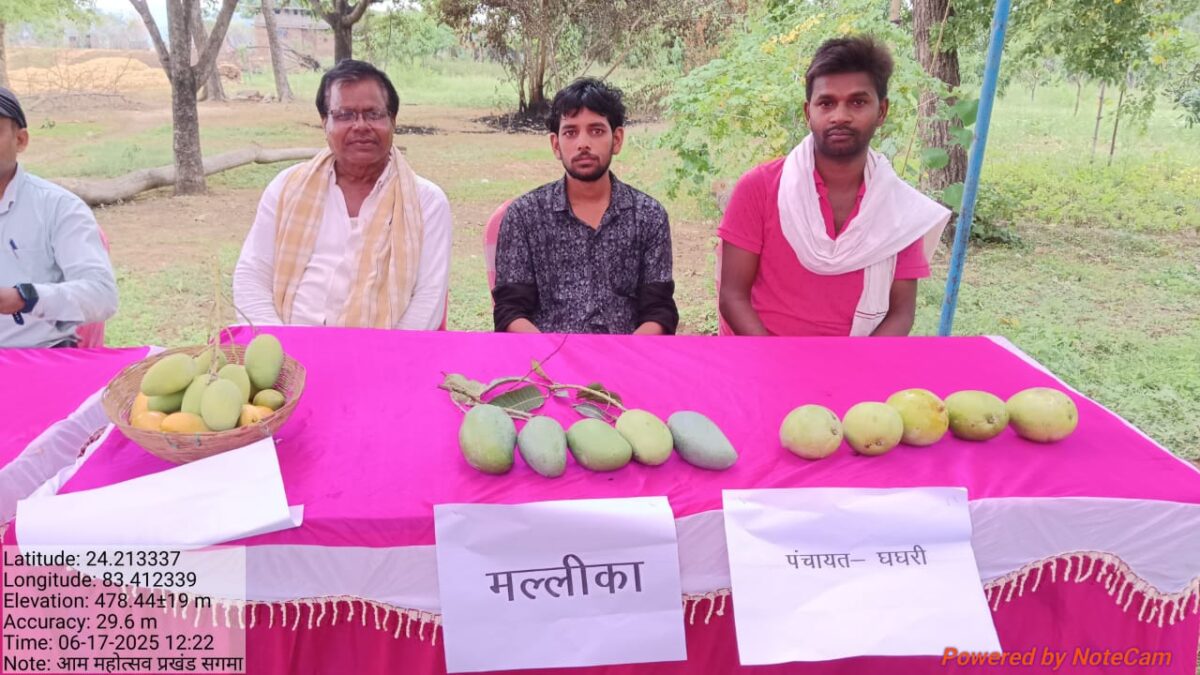 सगमा प्रखंड के घघरी गांव में आम महोत्सव सह बागवानी मेला का आयोजन, किसानों को दी गई बिरसा हरित बागवानी योजना की जानकारी