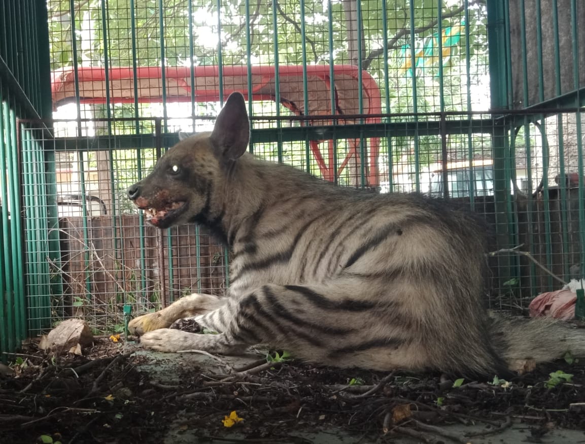 अज्ञात वाहन की चपेट में आकर घायल हुआ लकड़बग्घा, वन विभाग कर रहा इलाज
