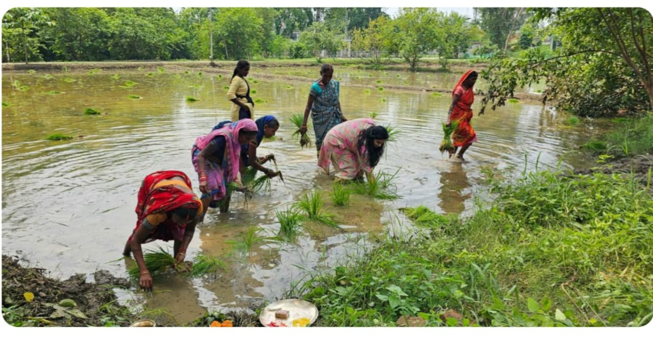 एसपी रीष्मा रमेशन ने महिलाओं के साथ की धनरोपनी,एसपी को खेत में देख महिलाएं काफी उत्साहित