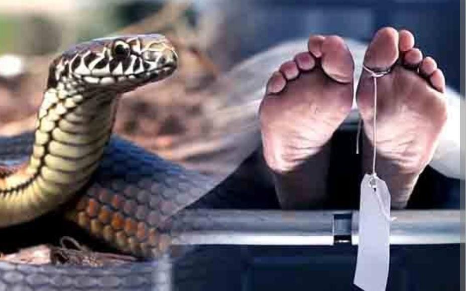 जहरीला सांप के काटने से 60 वर्षीय व्यक्ति की मौत