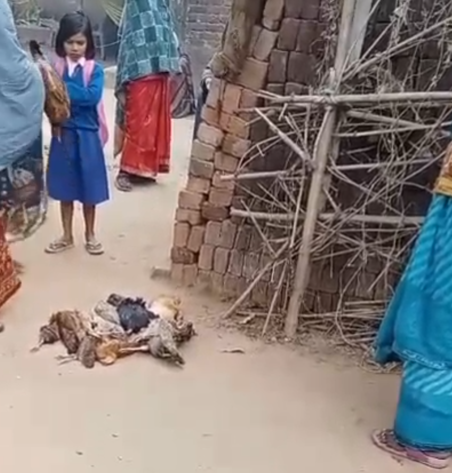 खनवा गांव में जहर देकर दर्जनों मुर्गी को मारने का मामला आया सामने,मुखिया पति ने किया समझौता