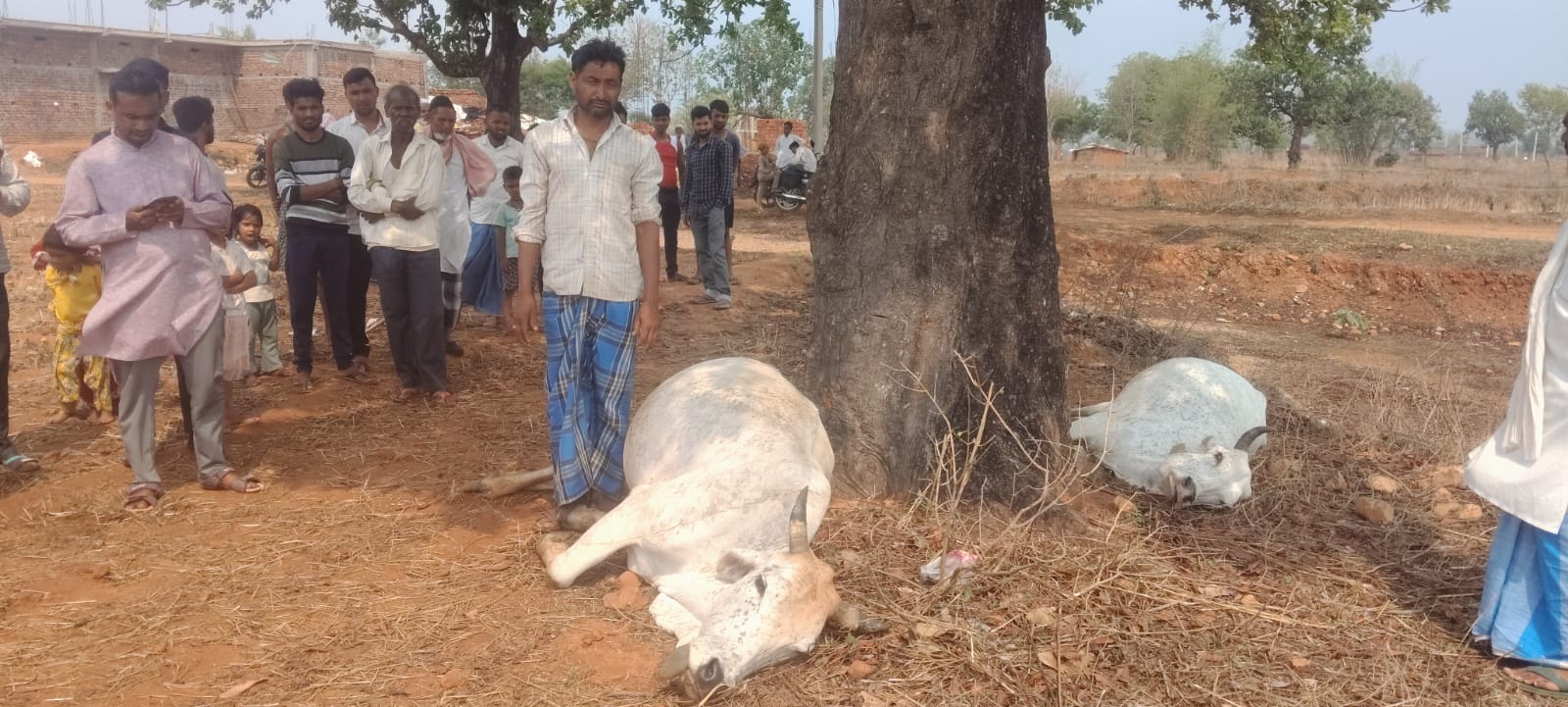 वज्रपात से किसान के दो बैलों की मौत, मुआवजे की मांग
