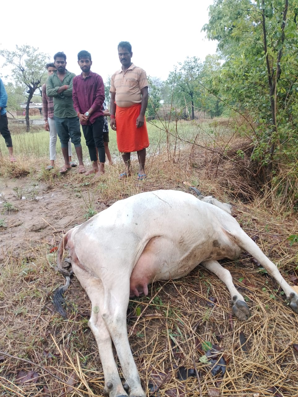 वज्रपात की चपेट में आने से दुधारू गाय की मौत