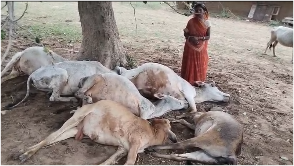 केतार में वज्रपात से आधा दर्जन मवेशियों की मौत, गरीब किसान पर टूटा दुखों का पहाड़