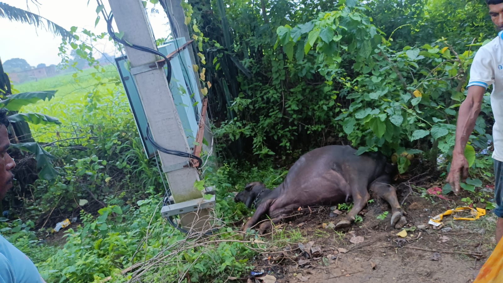 जमीन में उतरे करंट की चपेट में आने से भैंस की मौत